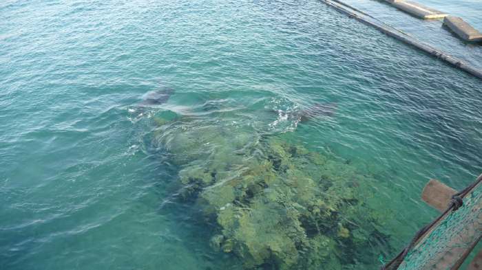 Dolphin Reef à Eilat