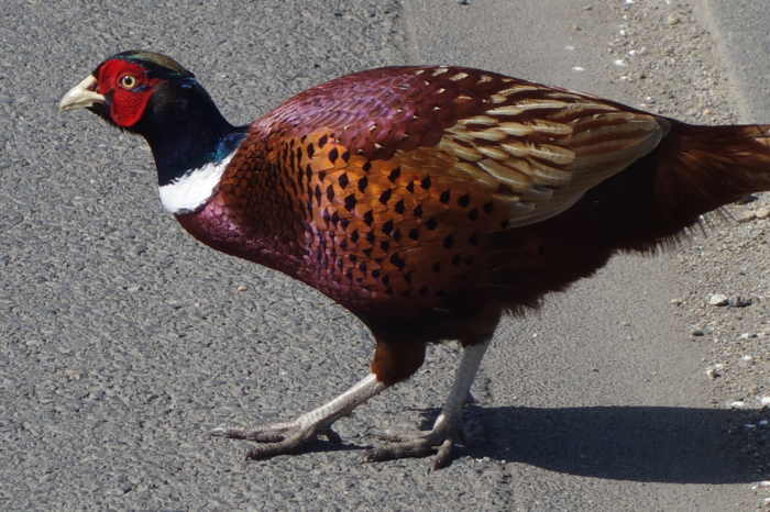 Faisan traversant la route devant mon vélo