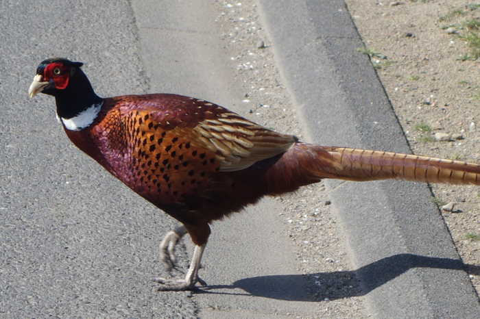 Faisan traversant la route devant mon vélo