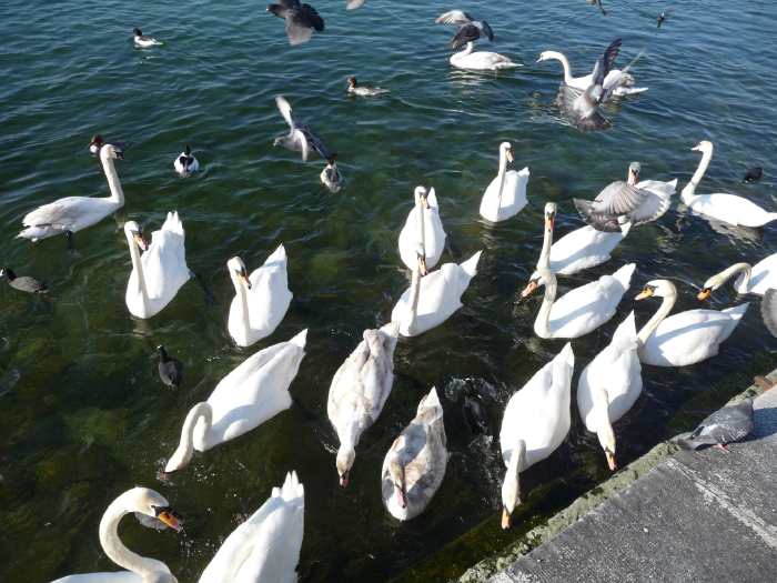 — Rive et quai en bordure du Lac Léman — Genève (CH) —