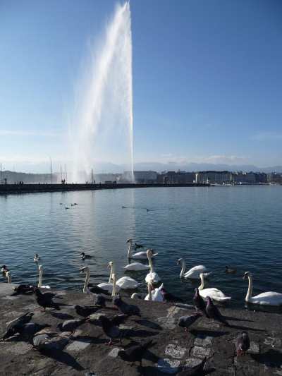 — Jet d'eau du Lac Léman vu depuis les quais — Genève (CH) —