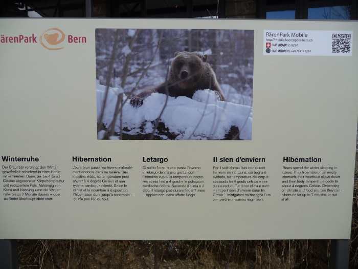 — Panneau documentaire - Fosse aux ours - Berne (CH) —