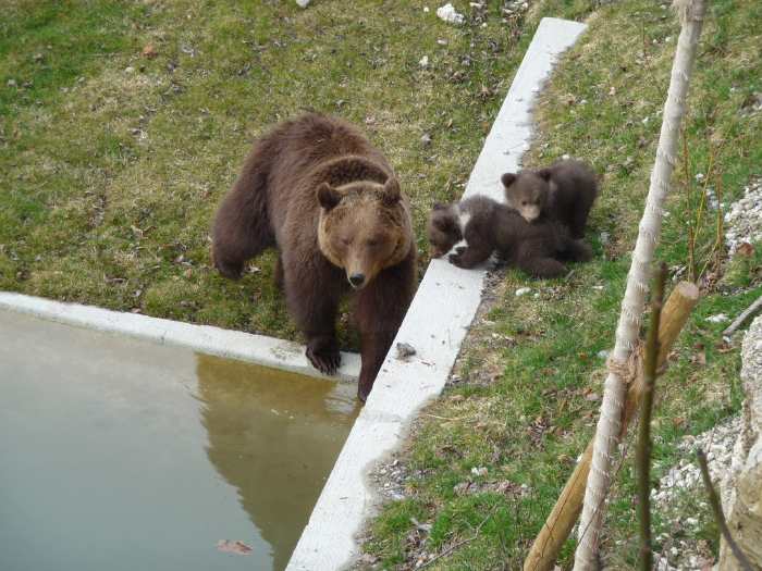 — ourse Björk et ses deux oursons Urs et Berna - Parc aux ours —