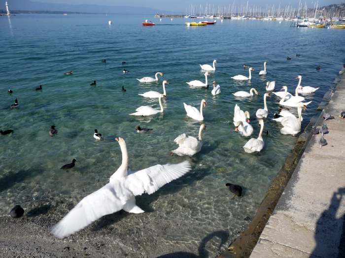 — Rive et quai en bordure du Lac Léman — Genève (CH) —