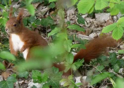 Ecureuil dans les sous-bois en bordure de l'Aare
