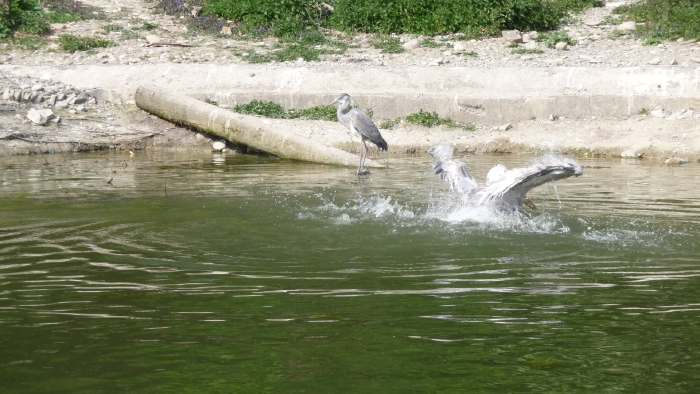 — Héron cendré et jeune pélican dans un bassin du zoo en bordure de l'Aare —