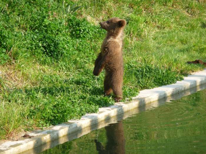 ourson en bordure de bassin - Parc aux ours - Bern -