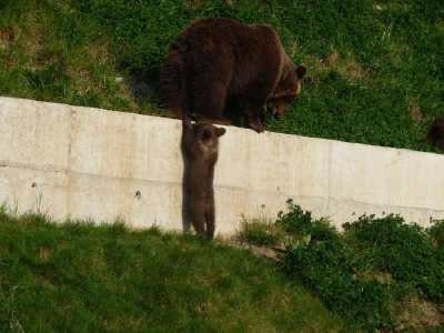 ourson en escalde  - Parc aux ours - Bern -
