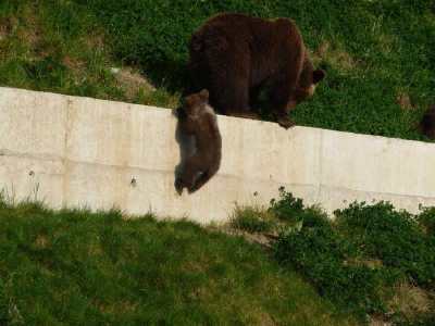 ourson en escalde  - Parc aux ours - Bern -