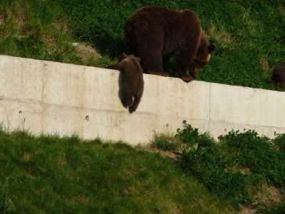 ourson en escalde  - Parc aux ours - Bern -