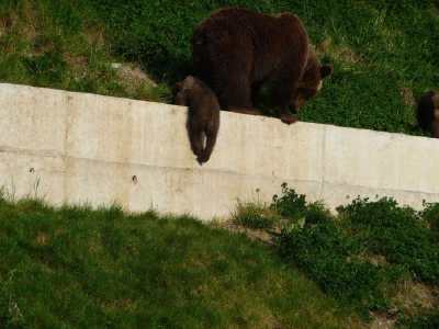 ourson en escalde  - Parc aux ours - Bern -