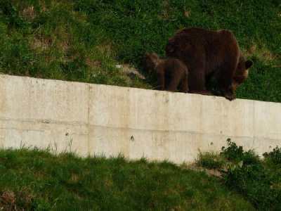 ourson en escalde  - Parc aux ours - Bern -