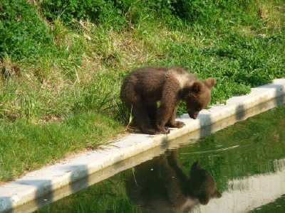 ourson en bordure de bassin - Parc aux ours - Bern -