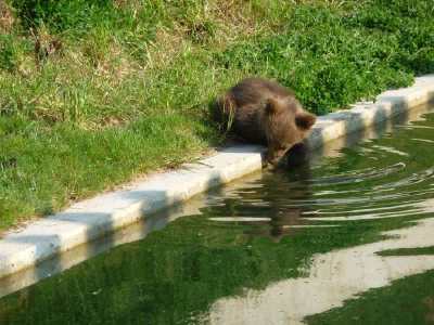 ourson en bordure de bassin - Parc aux ours - Bern -