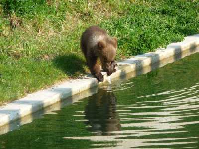 ourson en bordure de bassin - Parc aux ours - Bern -
