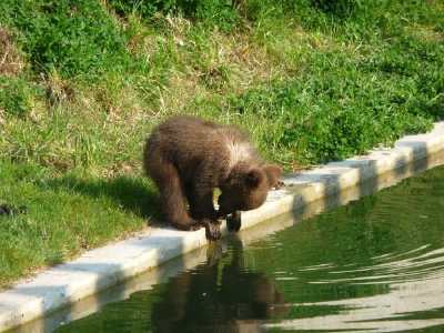 ourson en bordure de bassin - Parc aux ours - Bern -