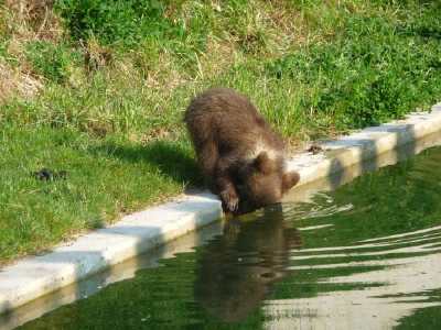 ourson en bordure de bassin - Parc aux ours - Bern -