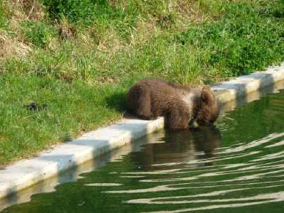 ourson en bordure de bassin - Parc aux ours - Bern -
