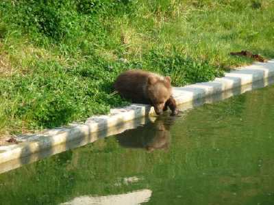 ourson en bordure de bassin - Parc aux ours - Bern -