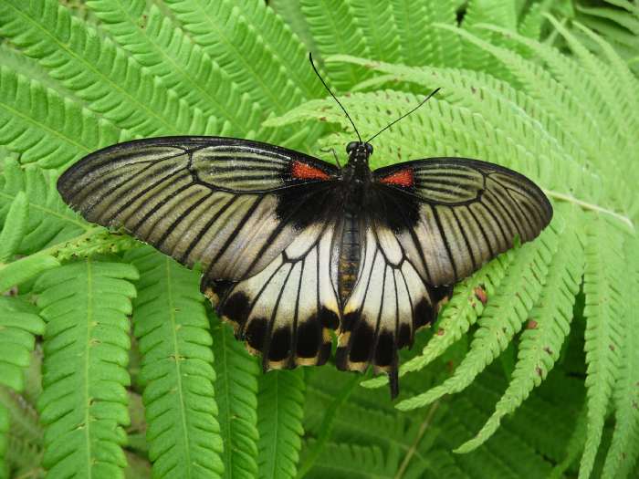 Papillon saisi dans le papiliorama de Kerzers (CH)