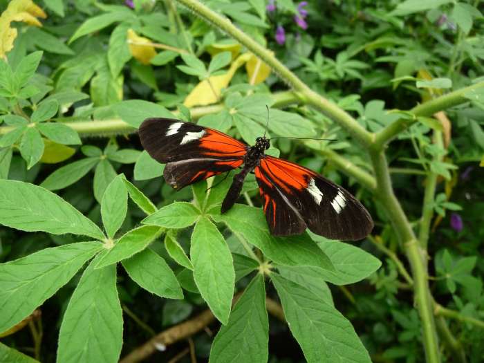 Papillon saisi dans le papiliorama de Kerzers (CH)