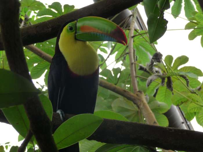 Toucan saisi dans le papiliorama de Kerzers (CH)