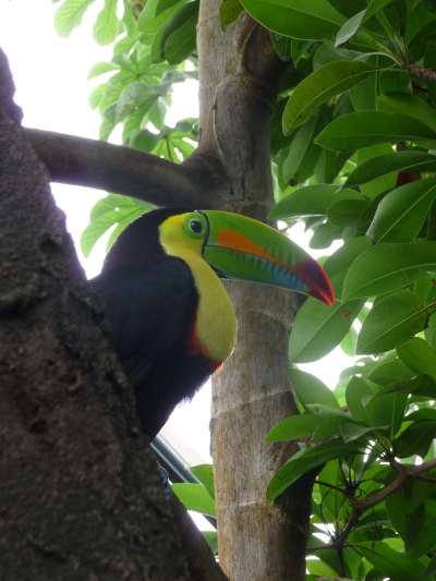 Toucan saisi dans le papiliorama de Kerzers (CH)