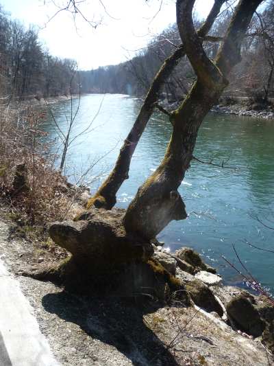 — Arbre en bordure de l'Aare — Berne —