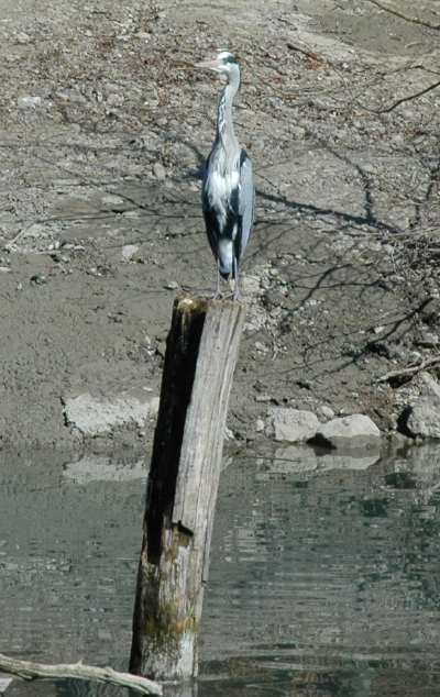 Héron cendré au milieu de Pélicans frisés - Zoo de Berne