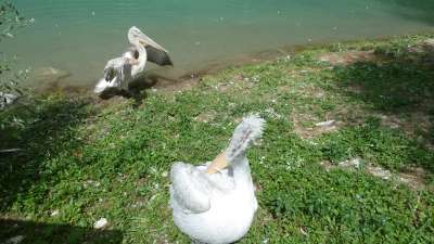 Pélicans frisés en toilette - Zoo de Berne