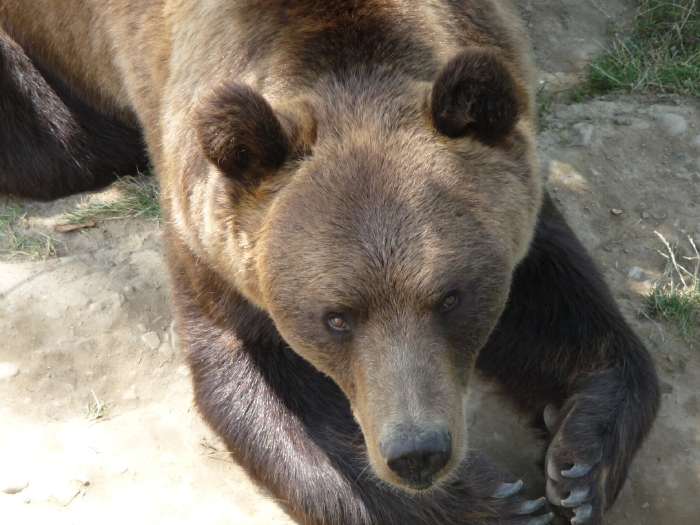 — Ours mâle Finn dans le Bärenpark de Berne — Berne —