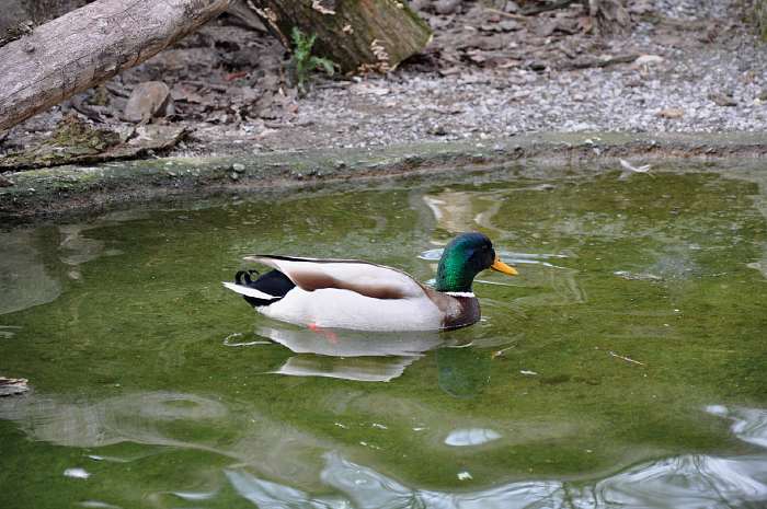 — Canard à col vert - Zoo de Berne (Suisse) — 