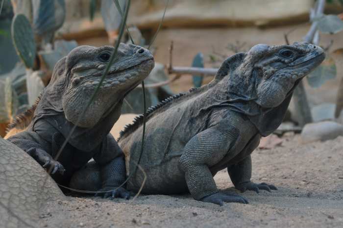 — Couple d'iguanes - Zoo de Berne (Suisse) — 