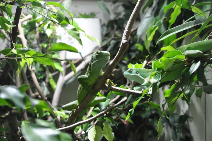 — Couple de lézards - Zoo de Zurich (Suisse) — 