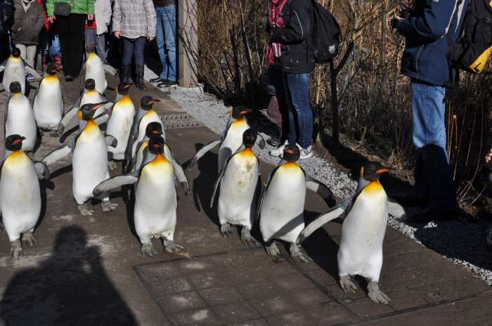 — Parade de pingoins - Zoo de Zurich (Suisse) — 