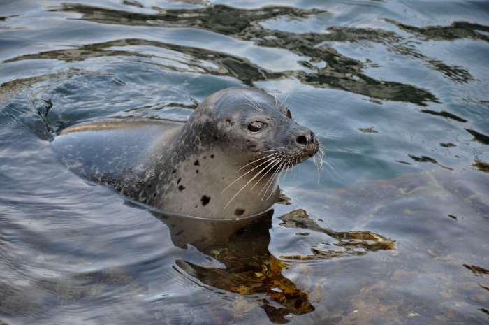 — Phoque "veaumarin" - Zoo de Berne (Suisse) — 