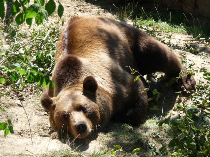 — ours mâle au repos - Parc aux ours de Berne (Suisse) —