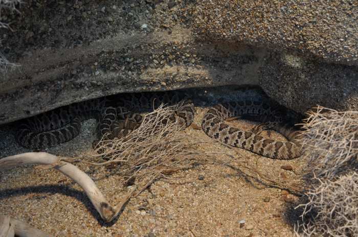 — Couple de serpents à sonnettes - Zoo de Berne (Suisse) — 