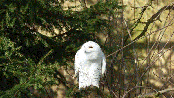 — Chouette des neiges - Tier Park - Zoo de Berne —
