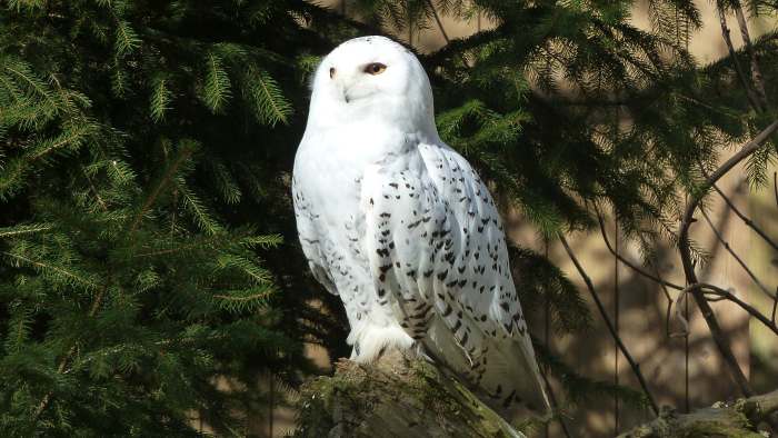 — Chouette des neiges - Tier Park - Zoo de Berne —