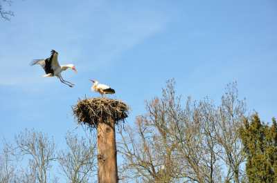 — Couple de cigognes - Zoo de Bâle - Bâle/Basel —