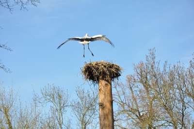 — Couple de cigognes - Zoo de Bâle - Bâle/Basel —