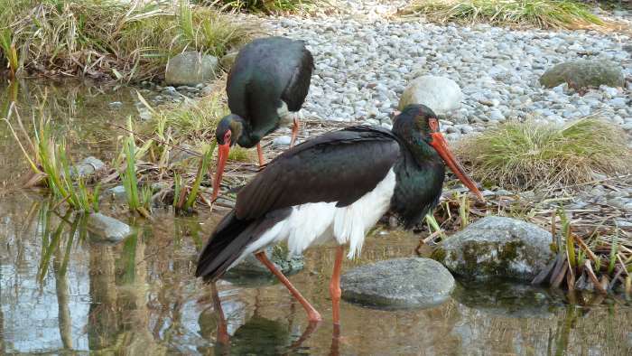 — Couple de cigognes noires - Zoo de Berne —