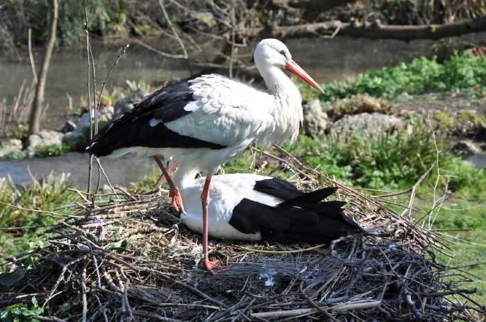 — Couple de cigognes - Zoo de Bâle - Bâle/Basel —