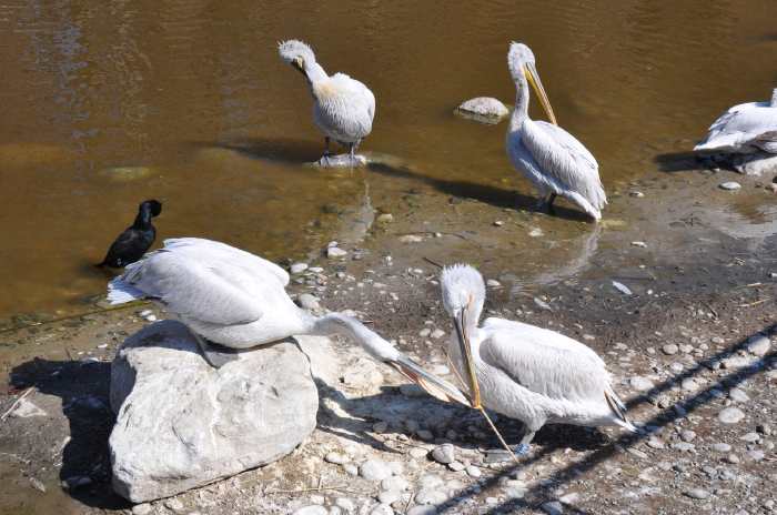 — Couple de pélicans préparant leur nid - Tier Park - Zoo de Berne —