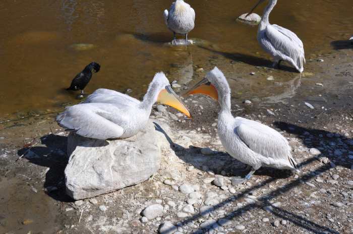 — Couple de pélicans préparant leur nid - Tier Park - Zoo de Berne —