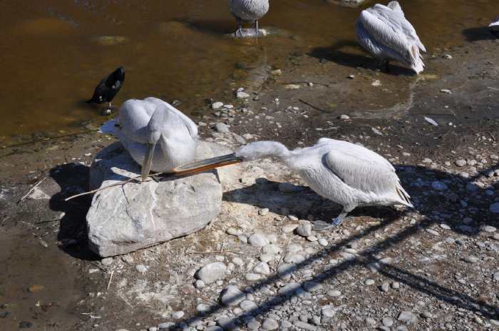 — Couple de pélicans préparant leur nid - Tier Park - Zoo de Berne —