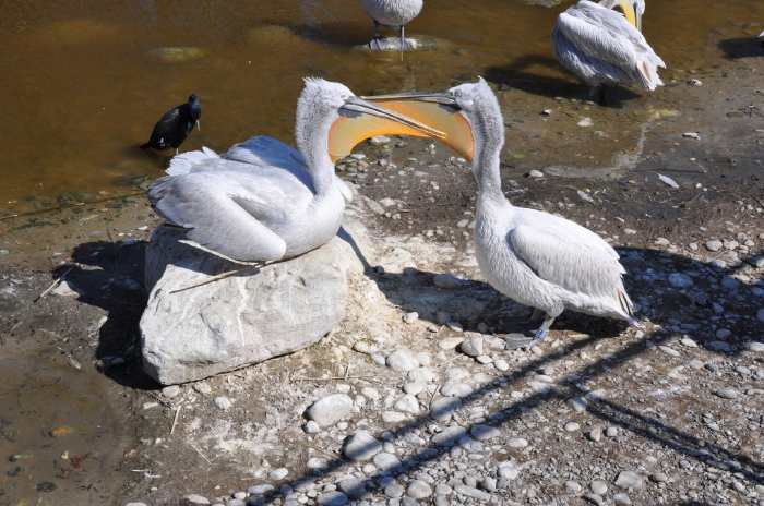 — Couple de pélicans préparant leur nid - Tier Park - Zoo de Berne —