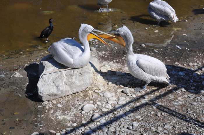 — Couple de pélicans préparant leur nid - Tier Park - Zoo de Berne —