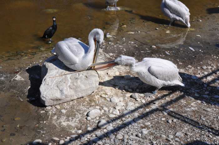— Couple de pélicans préparant leur nid - Tier Park - Zoo de Berne —
